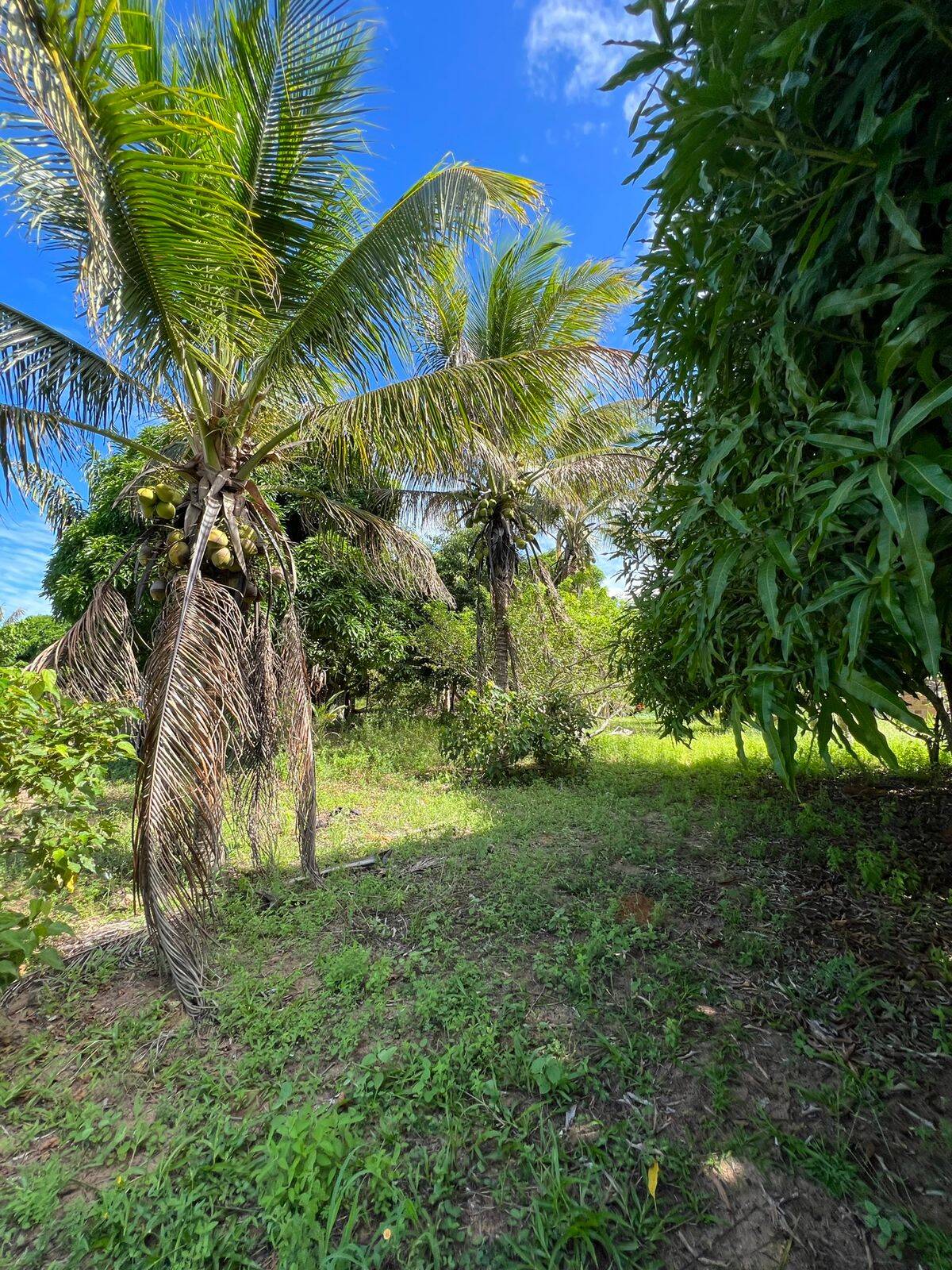 Terreno à venda, 500m² - Foto 2