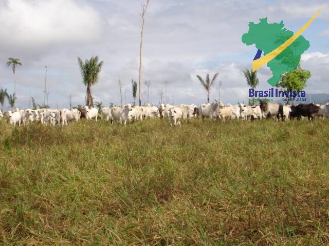Terreno, 1268 hectares - Foto 1