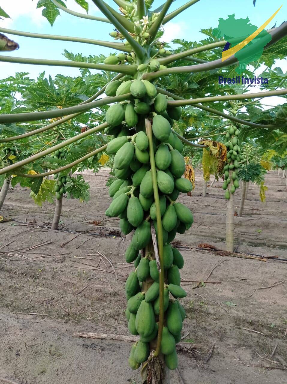 Fazenda à venda com 3 quartos - Foto 4