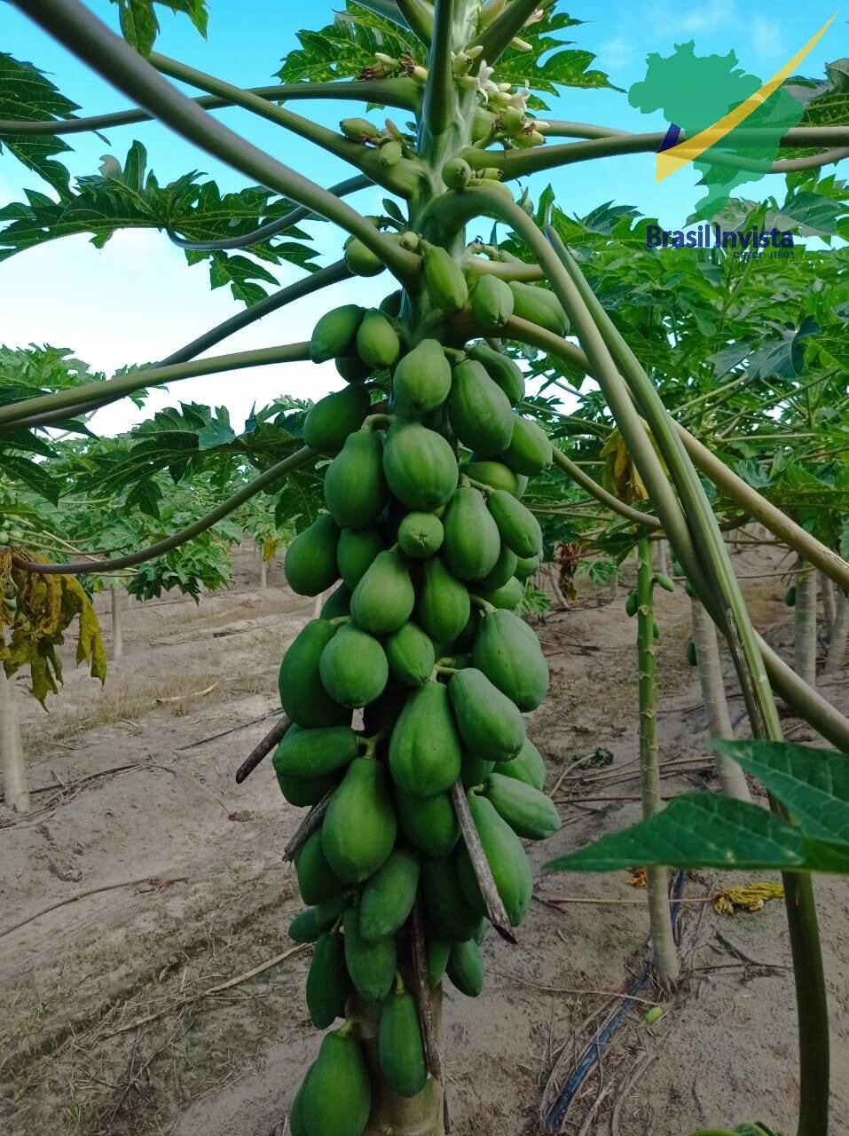 Fazenda à venda com 3 quartos - Foto 17